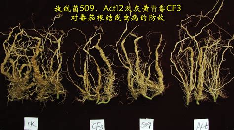 病位放植物